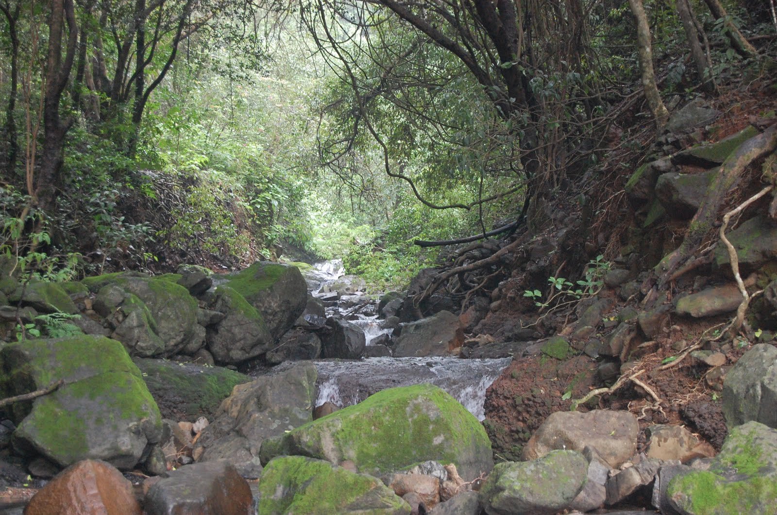 Rain Forest near Nisargshala Campsite