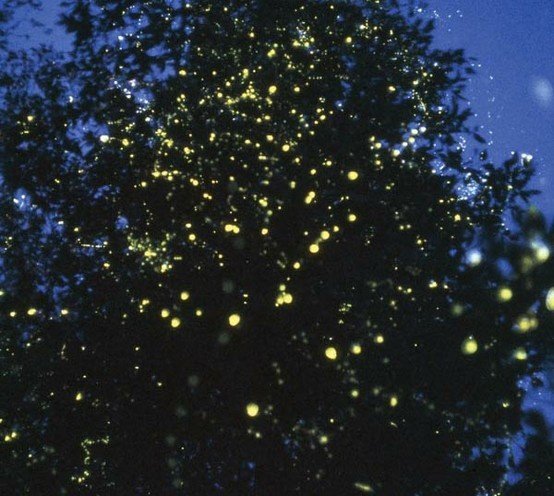 Fire flies near Pune