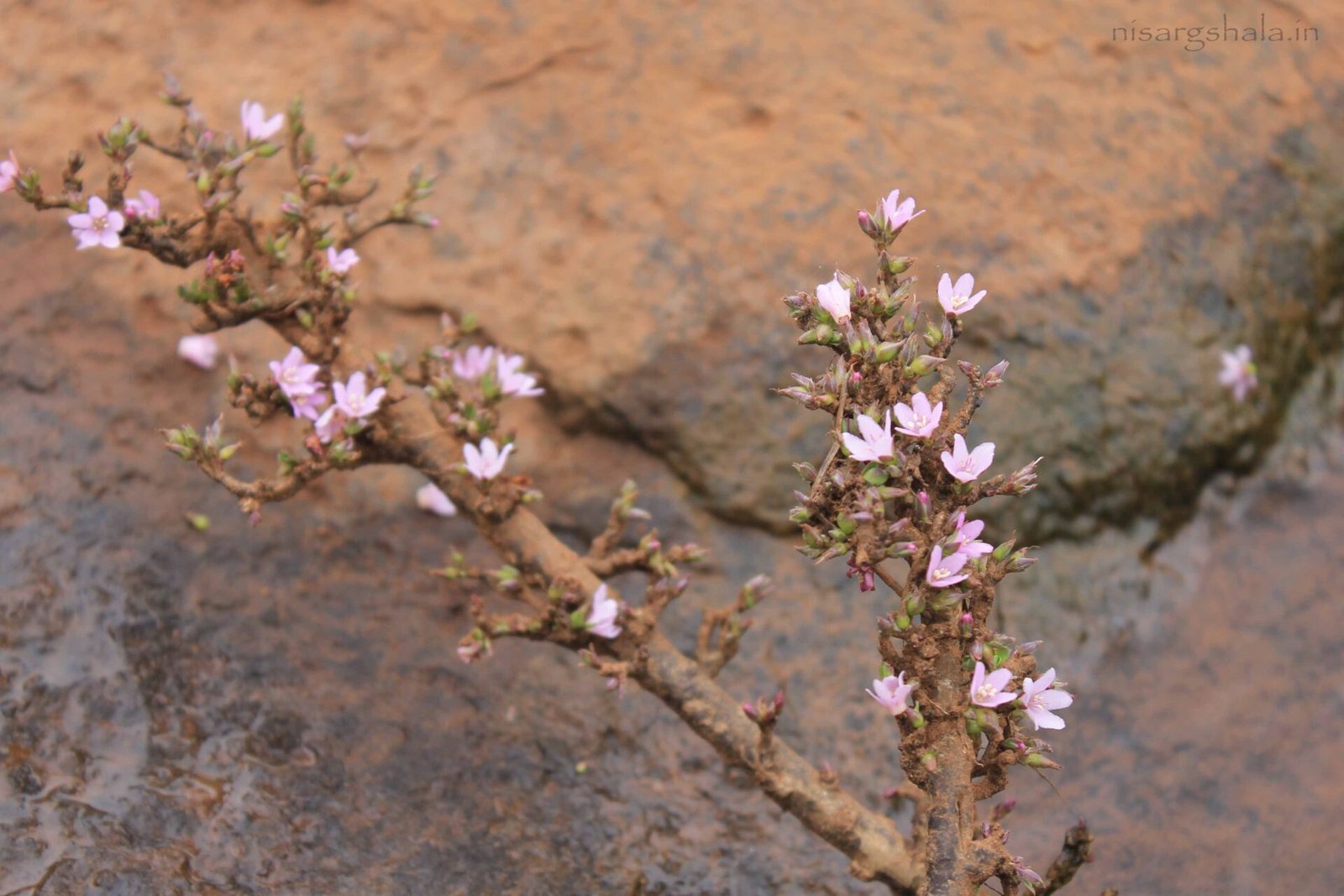 A plant bearing flowers in the riverbed near camp site